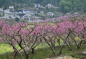 田园风光